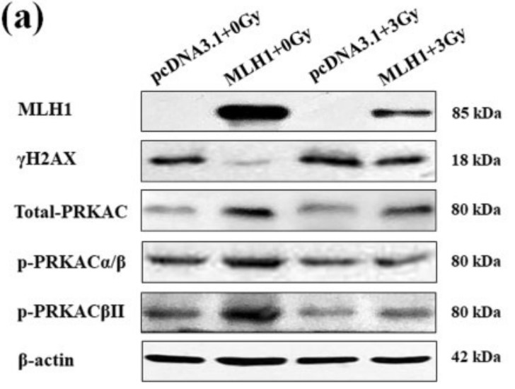 The protein levels of MLH1, γH2AX, and PRKAC.jpg